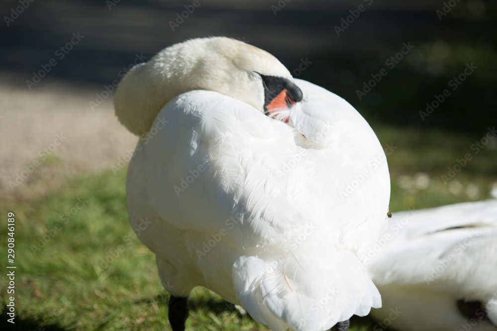 Obraz premium wild native bird in the sanctuary of the Lake Virginia Lake reserve
