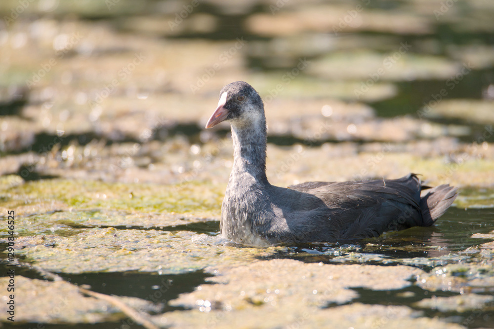 Canadian goose, young chick in the springtime Canadian goose, young chick in the springtime