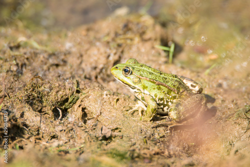 Frog is sitting in the mud next to a pond