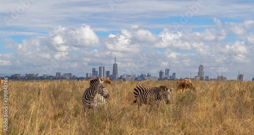 wild game and city skyline, savannah animals eat grass in Nairobi National Park, Africa, with Nairobi skyscrapers skyline panorama in the background photo