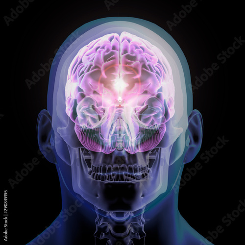 Head, Skull and Brain Sections X-ray Front View on Black