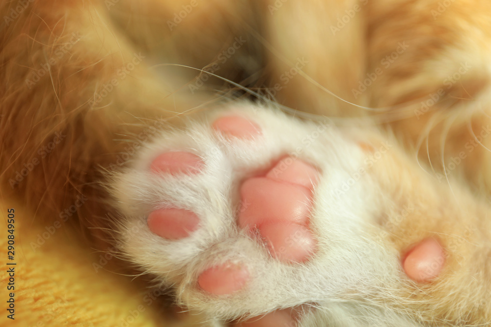 Cute little kitten, closeup view of paw