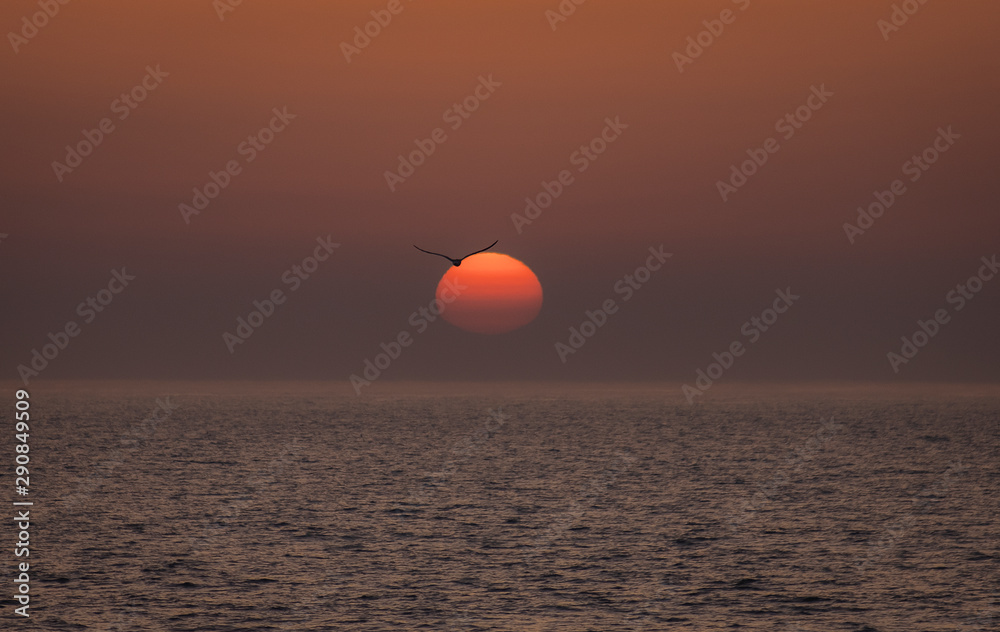 Passaro em alto mar e o por do sol atrás Passaro em alto mar e o por do sol atrás