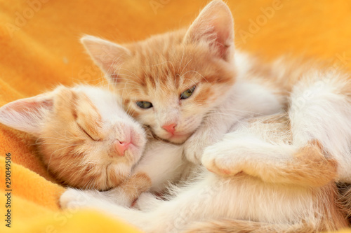 Cute little red kittens on yellow blanket  closeup view