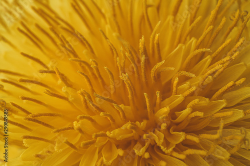 Macro close-up photograph of the inside of a yellow dandelion flower, with its petals covered in pollen, yellow background for wallpaper.