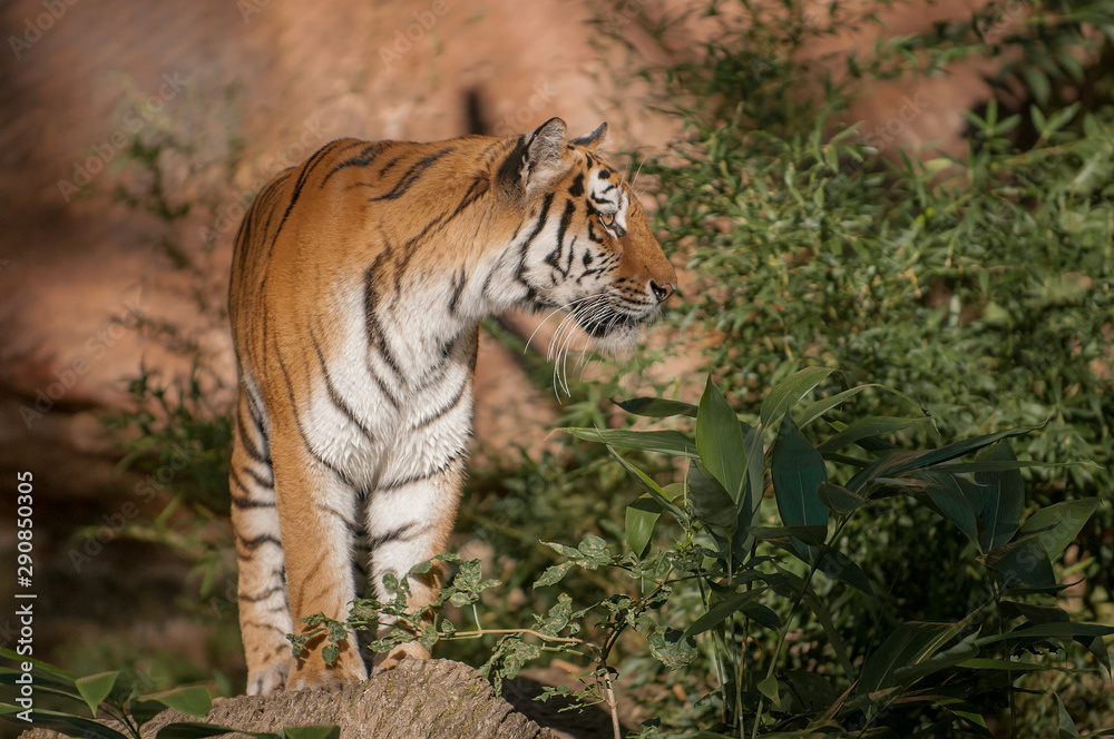 Obraz premium Siberian Tiger standing in the sunlight and looking for prey