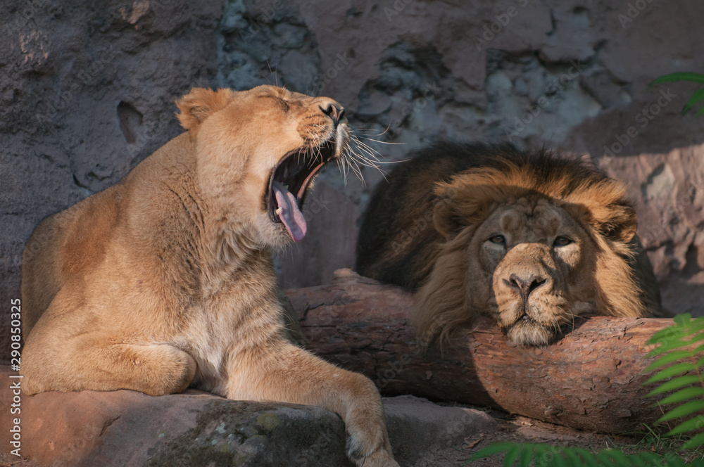 Naklejka premium Yawning lioness and lazy lion lying in the sun