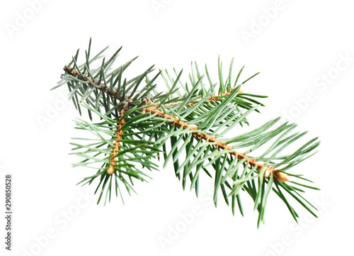 Branch of Christmas tree on white background
