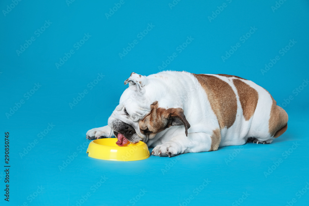Adorable funny English bulldog with feeding bowl on light blue background - obrazy, fototapety, plakaty 