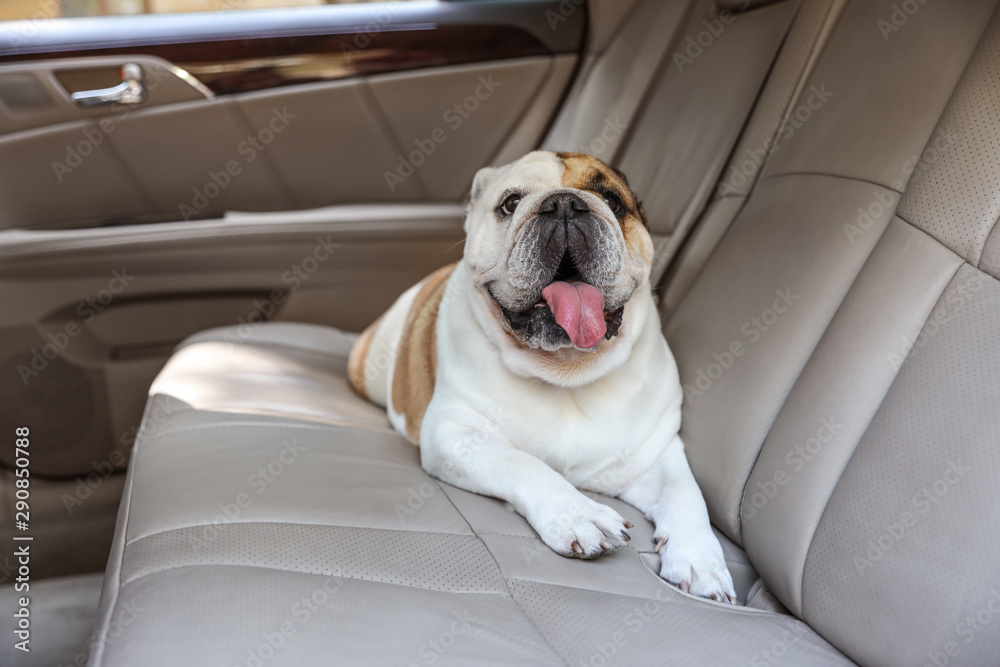 Adorable funny English bulldog inside modern car