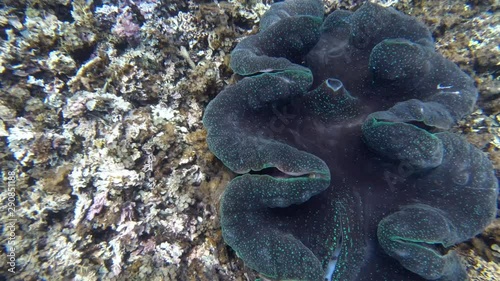 Underwater view of Giant Clams in the South pacific
