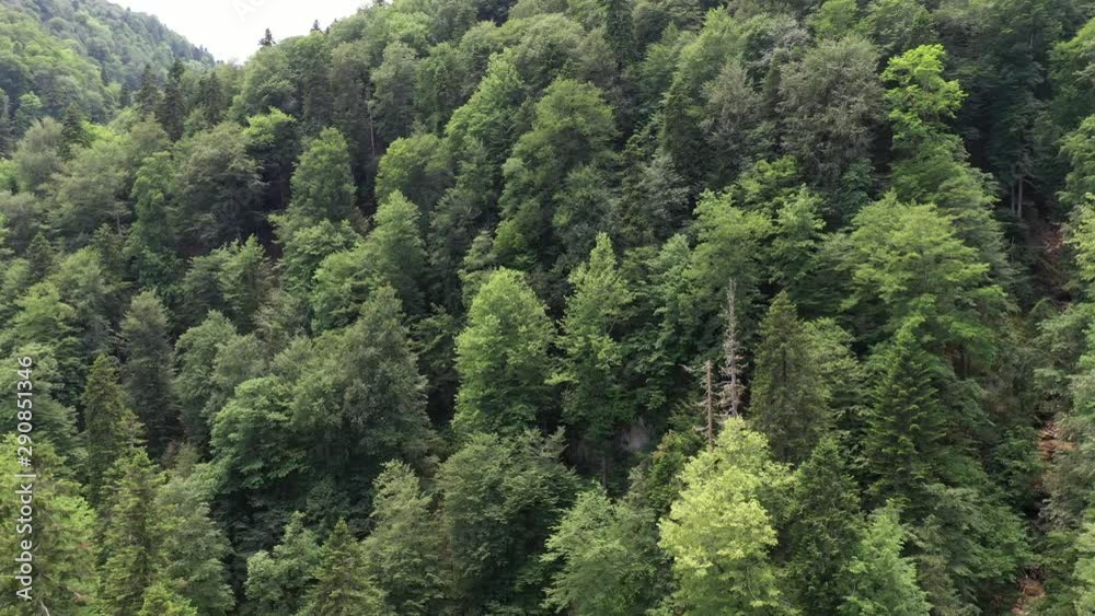 Wildlife of Russia: dense forest on the slopes of the mountains Wildlife of Russia: dense forest on the slopes of the mountains