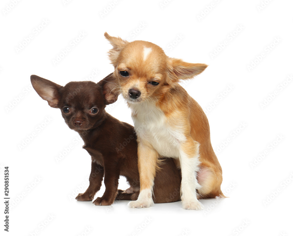 Cute small Chihuahua dogs on white background Cute small Chihuahua dogs on white background