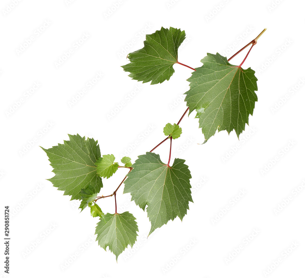 Fototapeta premium Fresh green grape leaves on white background