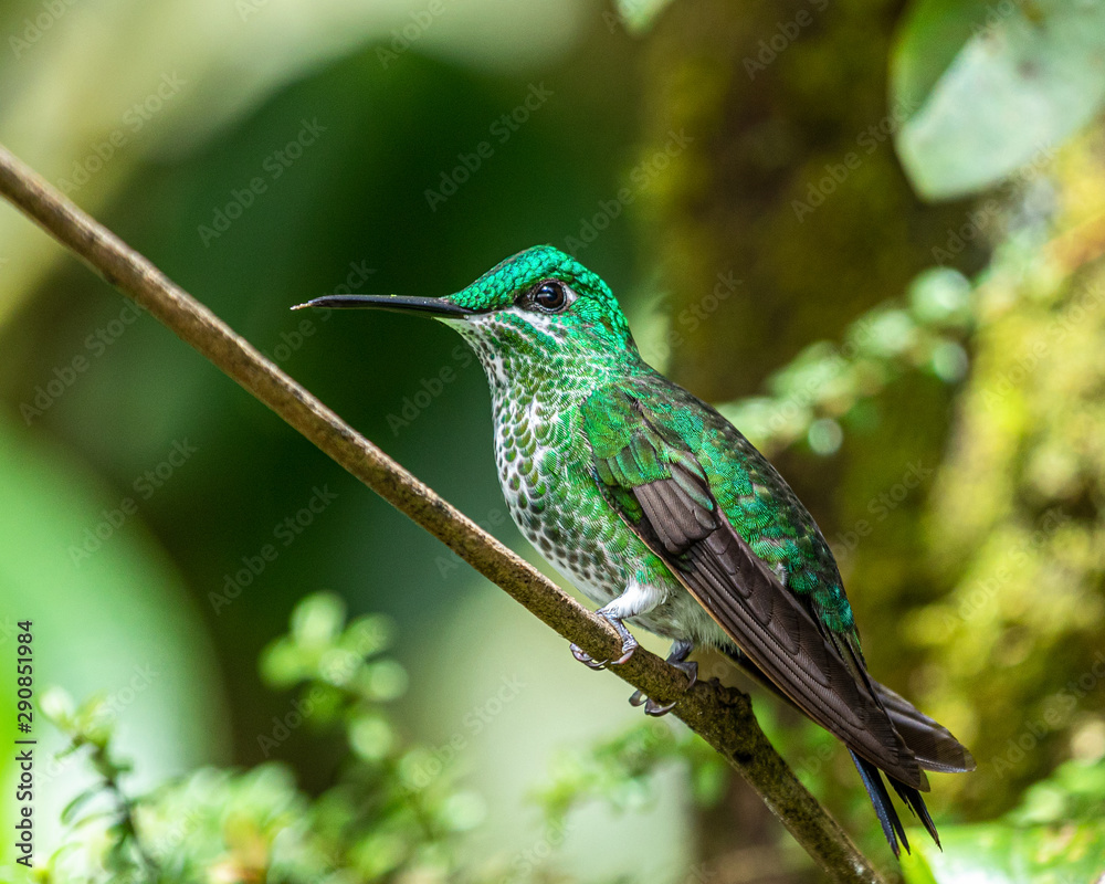 Fototapeta premium hummingbird on branch