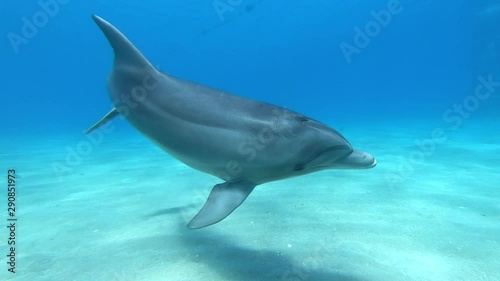 Wallpaper Mural dolphin red sea underwater playing Torontodigital.ca