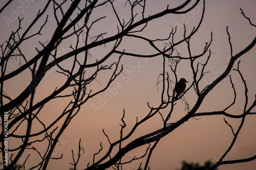 Lonely bird  perched on a tree branch  watching the purple and orange sunset  in a reflective and peaceful pose  makes me feel relaxed and hopeful.