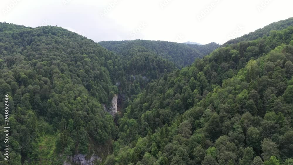 Wildlife of Russia: dense forest on the slopes of the mountains Wildlife of Russia: dense forest on the slopes of the mountains