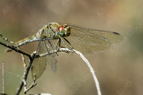 Dragonfly Big Eyes Close-up Macro Photography © arietedorato73