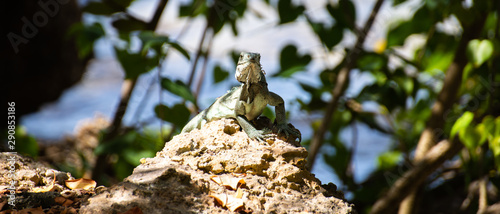 Iguane Ilet du Gosier Guadeloupe France photo