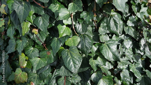 ivy on the wall