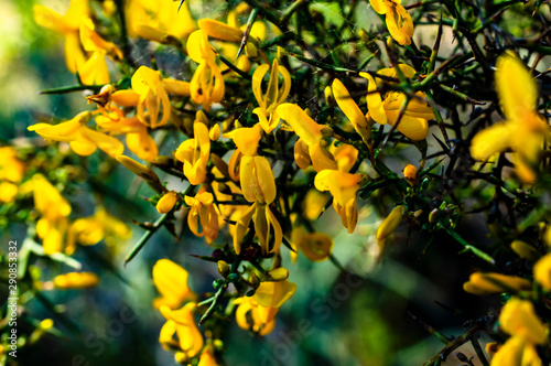 Sardinia Wild Broom in Bloom Macro Photography