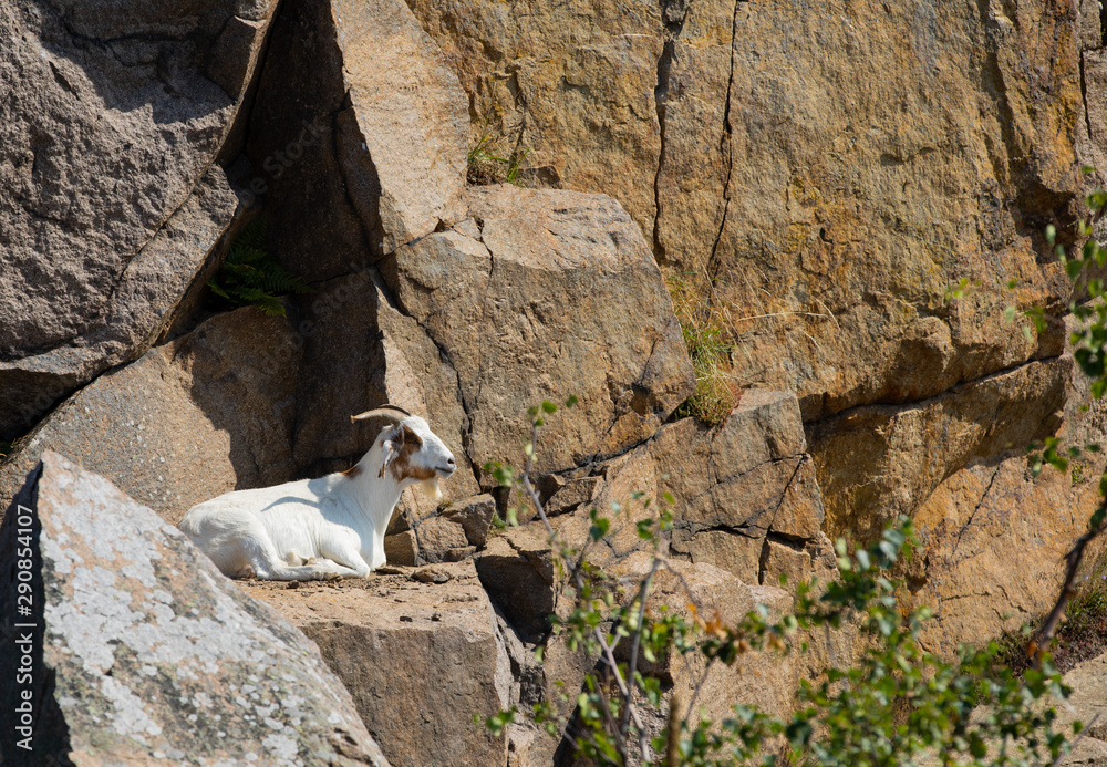 Obraz premium goat on a rock, Bornholm, Denmark