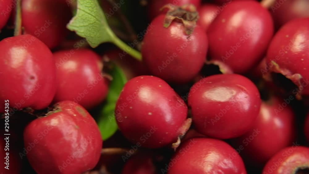 Hawthorn berries macro trucking shot. 4K resolution. Shallow depth of field. Hawthorn berries macro trucking shot. 4K resolution. Shallow depth of field.