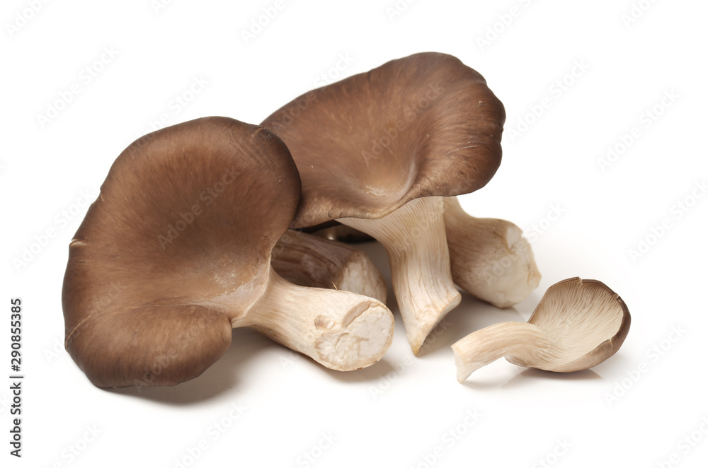 Fototapeta premium Pleurotus mushroom