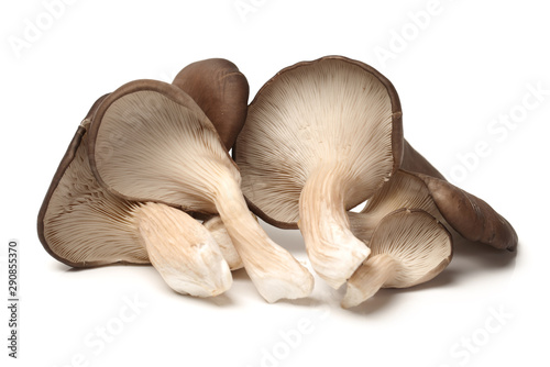 Pleurotus mushroom