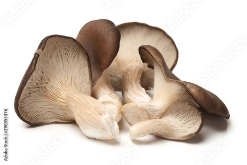 Pleurotus mushroom