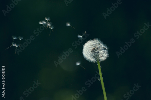 dandelion on black background