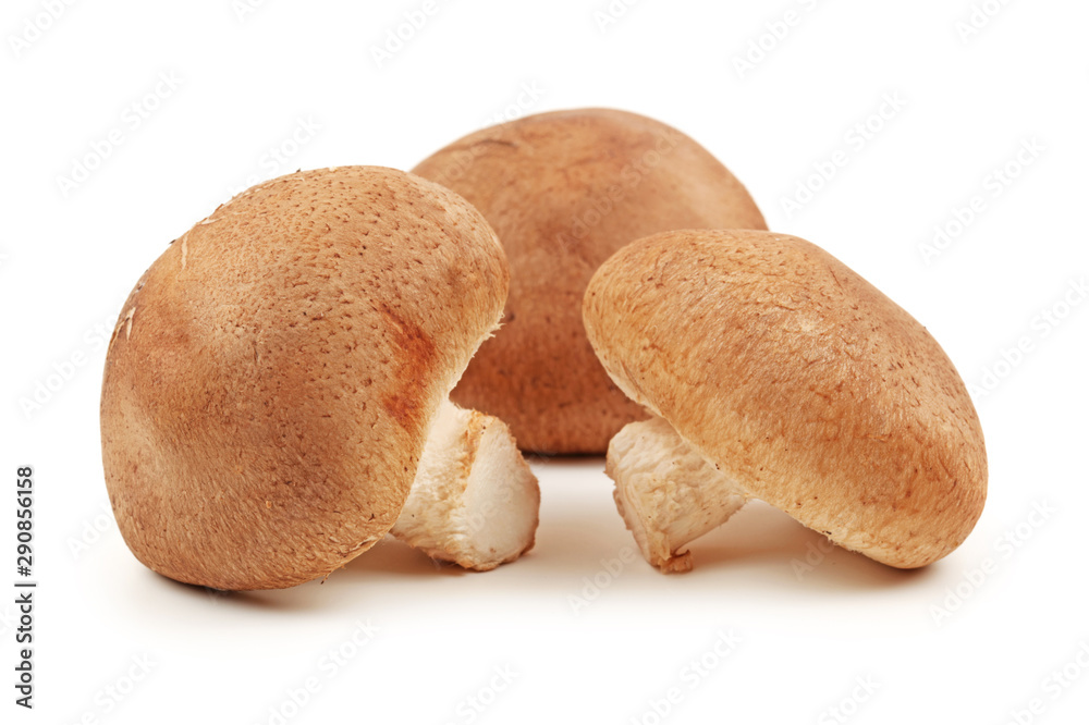 Shiitake mushroom on the White background Shiitake mushroom on the White background