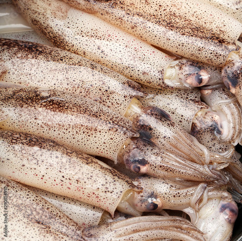 Freshly caught squid , food background.