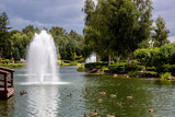 Artificial decorative pond with ducks and fountains in a park with plants, green plants on the lake with floating birds and a fountain on a sunny summer day.