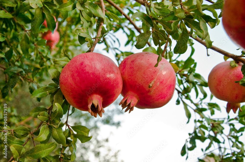Pomegranate Hanging On Branch, pomegranates harvest in the orchard Pomegranate Hanging On Branch, pomegranates harvest in the orchard
