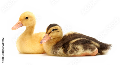 Two duck.