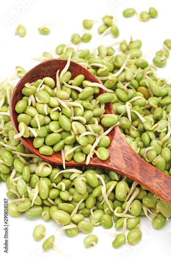 green soybean sprouts on white background