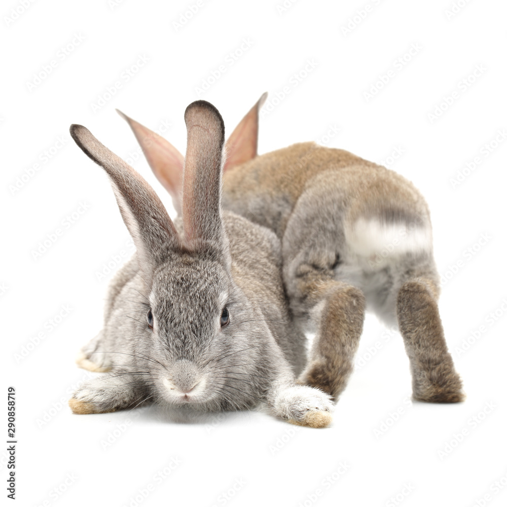 Obraz premium Grey rabbit. Detail, fluffy.