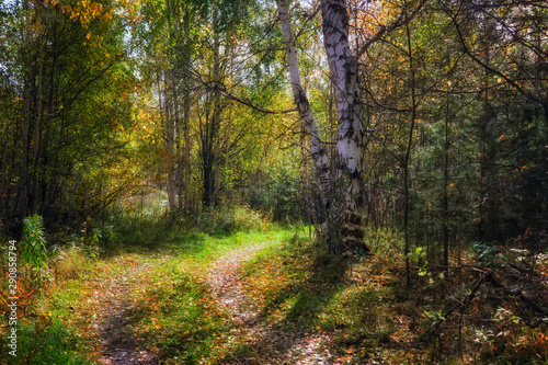 The rays of the setting sun illuminating the thicket of the forest autumn landscape. © Anatoliy