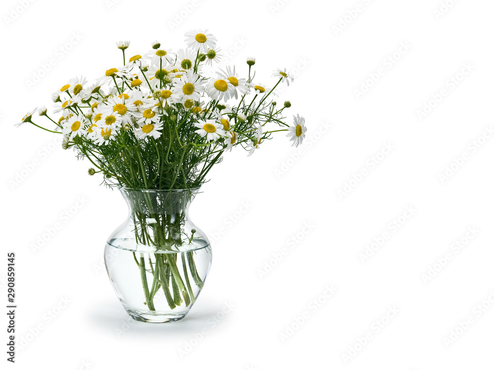 Bouquet from meadow chamomile