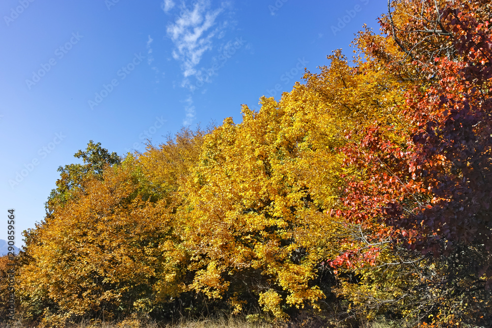 Autumn view of Cherna Gora (Monte Negro) mountain, Bulgaria Autumn view of Cherna Gora (Monte Negro) mountain, Bulgaria