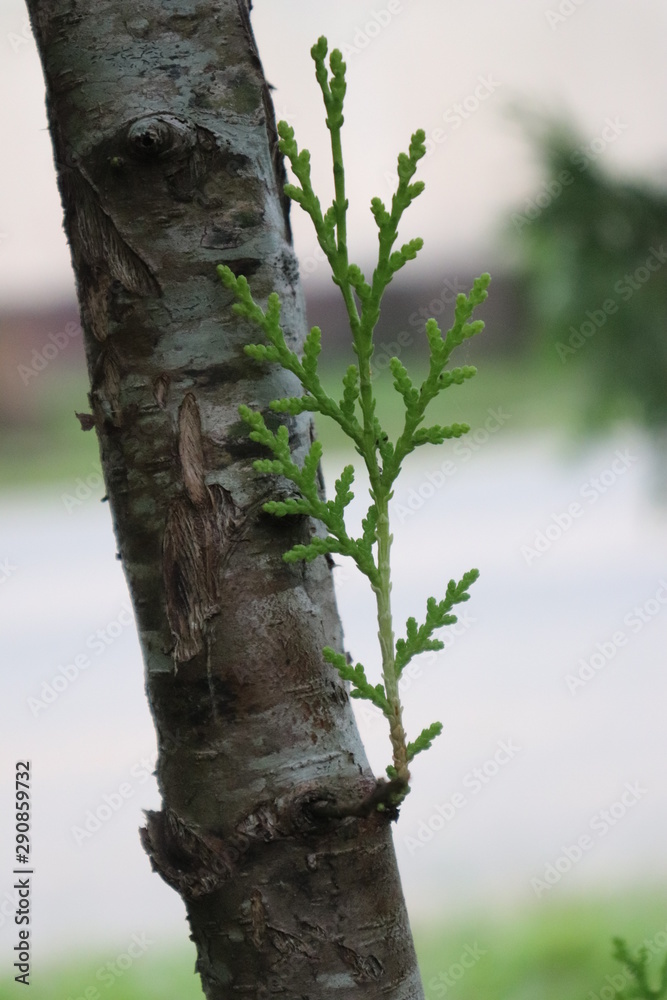 Obraz premium lizard on tree