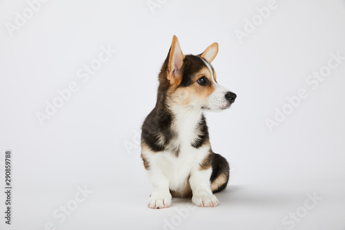 cute corgi puppy sitting and looking away on white background © LIGHTFIELD STUDIOS