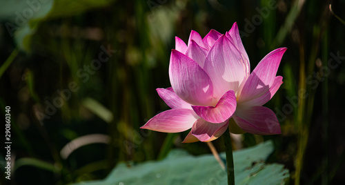 Closeup beautiful sweet pink Lotus flower   Water Lily   isolated on blurred background in the bright sunny day..