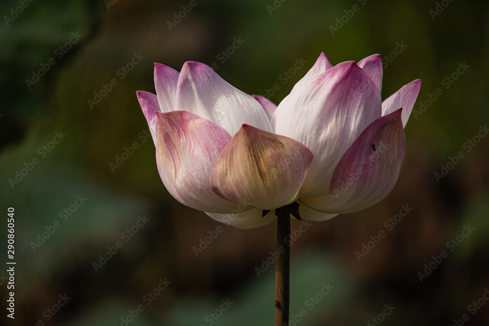 Beautiful pink Lotus flower ( Water Lily) blooming among green leaves with waterdrops and blurred background. Beautiful pink Lotus flower ( Water Lily) blooming among green leaves with waterdrops and blurred background.