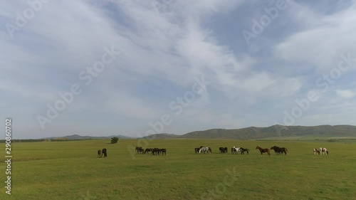 Horses in green steppe photo