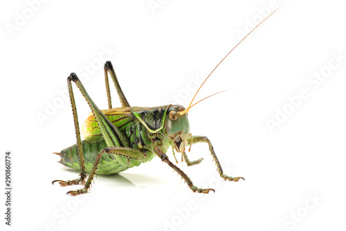 Green grasshopper.