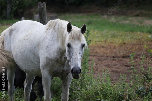 The White Horse of Give Farm