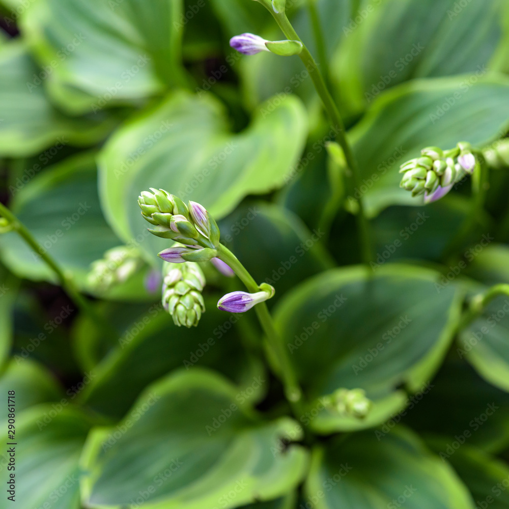 Obraz premium flowers in bloom